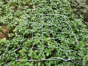 Filet de soutien élastique pour plantes d'intérieur pour tentes de culture, montage facile, résistant à la pourriture, filet de treillis en plastique renouvelable pour jardin - Product Image 4