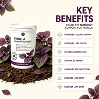 Nutrisi Khusus Perilla, Membuat Daun Ungu Lebih Tebal dan Lebat, Aroma Lebih Wangi