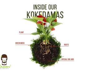 <span class=keywords><strong>Sansevieria</strong></span> Moonlight Kokedama con bola de musgo Estado colgante - Product Image 2