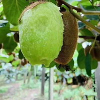 Buah Kiwi Hijau Segar Laris Manis, Organik, Ekspor dari Kebun, Grosir Buah Kiwi