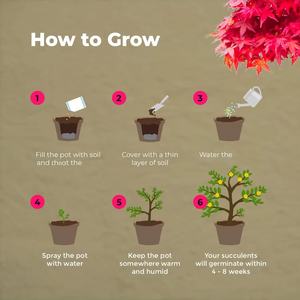 Kit de Inicio para Cultivo de Bonsái en Interiores, Jardinera para Principiantes con Caja de Regalo para el Crecimiento, Ideal para Cumpleaños Infantiles - Product Image 6