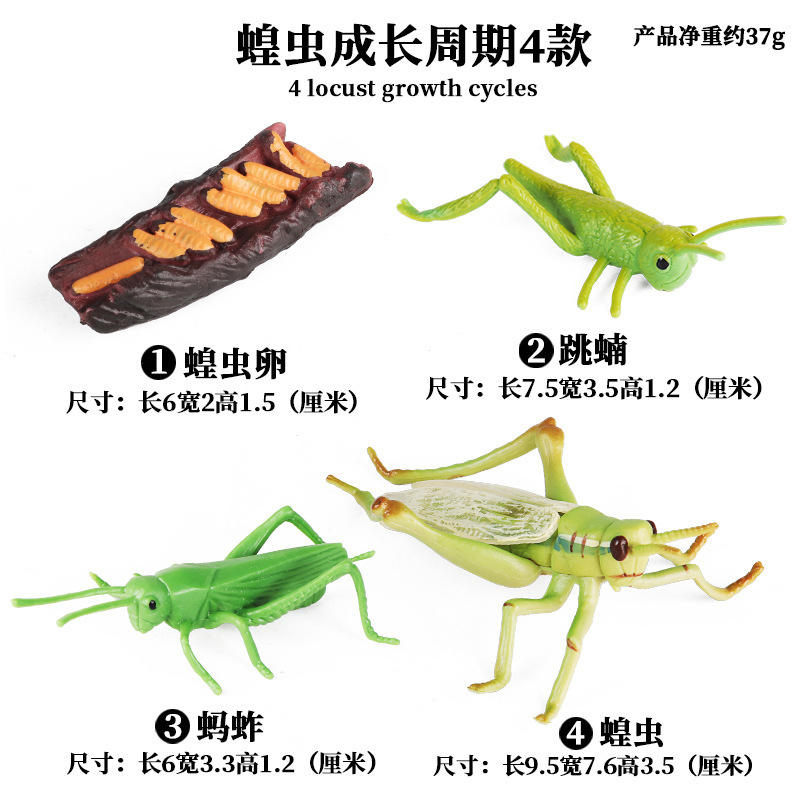 2479 Ciclo DE CRECIMIENTO DE LA Langosta 4 sets