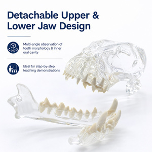 Modèle dentaire de crâne canin OEM d'usine, modèle de mâchoire de chien, typodont, modèle de dents claires, modèle anatomique dentaire pour clinique vétérinaire canine - Product Image 4