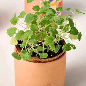 Tiny Terracotta Indoor Herb Garden Kit para mascotas Macetas y jardineras con luz <span class=keywords><strong>de</strong></span> cultivo y suelo <span class=keywords><strong>de</strong></span> turba <span class=keywords><strong>de</strong></span> coco - Product Image 5