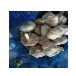 Maceta de ajo proporciona la mejor calidad de gran tamaño y 100% ajo seco orgánico empaquetado en caja fresca - Product Image 1