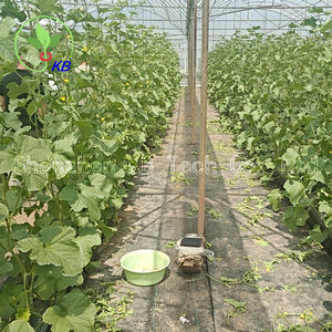 PP Rolls Système de plantation hydroponique pour Hami melon <span class=keywords><strong>Baies</strong></span> Concombre Gingembre Plastiques Cuvette de culture - Product Image 4