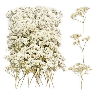 100 Piezas de <span class=keywords><strong>Paniculata</strong></span> <span class=keywords><strong>Preservada</strong></span> (Blanca) - Pequeñas Flores Secas Naturales de China para Joyería de Resina y Manualidades - Product Image 1