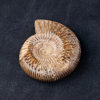 Coquille d'ammonite Pavlovia en cristal marin naturel blanc, spécimen de géode, ornement pédagogique pour salle de classe scientifique et musée