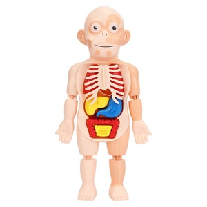 Modelo de Órganos Humanos Educativo para Niños, Juguete de Ciencia y Tecnología, Ensamblaje DIY, Cognición Temprana, STEAM, Juguete Médico Interno - Product Image 2