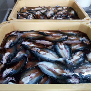 Contenitori rettangolari isolati in plastica rotostampata da 600 litri contenitori per il trasporto di <span class=keywords><strong>pesci</strong></span> vivi grandi vasche per <span class=keywords><strong>pesci</strong></span> - Product Image 6