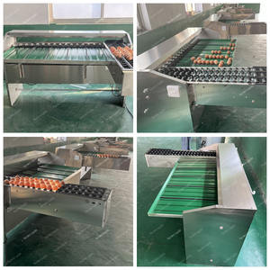 Máquina Clasificadora de Huevos Automática por Tamaño y Tipo de <span class=keywords><strong>Plato</strong></span>, en Venta - Product Image 6