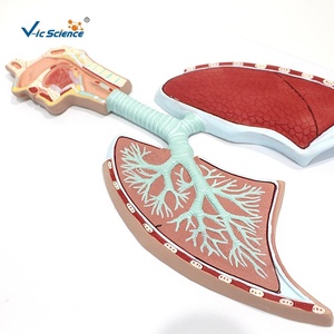 Modelo Anatómico del Sistema Respiratorio Humano y Alvéolos Ampliados para la Enseñanza de Medicina Respiratoria en Facultades de Medicina, con Certificación CE, ISO y ROHS - Product Image 4
