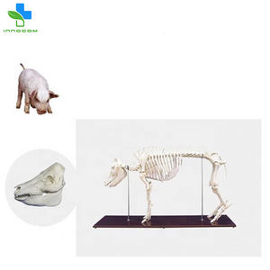 Herramienta de entrenamiento anatómico animal médico modelo de <span class=keywords><strong>esqueleto</strong></span> de <span class=keywords><strong>cerdo</strong></span> de PVC de tamaño Natural - Product Image 6