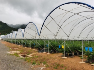 Fabricants de kits de plantation de tomates <span class=keywords><strong>en</strong></span> serre, serre <span class=keywords><strong>agricole</strong></span> <span class=keywords><strong>en</strong></span> film plastique multi-voûtes personnalisée - Product Image 3