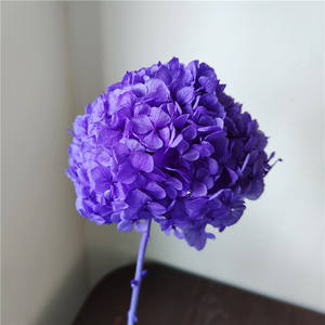 Hortensias de Hoja Grande Preservadas de Alta Calidad al por Mayor, Estilo Ins, para Suministros de Floristería - Product Image 4