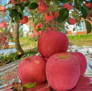 2023 новые свежие фрукты красные яблоки Фудзи красные свежие яблоки Фудзи оптовые цены яблочные фрукты