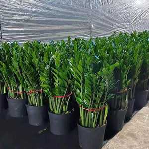 Albero della Prosperità in Vaso per Interni, Soggiorno, Ufficio, Grande Vaso, Albero Verde, Bonsai, Pianta che Purifica l'Aria - Product Image 6