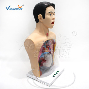 Modèle avancé d'entraînement en soins infirmiers de base, modèle pédagogique médical humain - Product Image 5