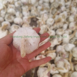 <span class=keywords><strong>Ajo</strong></span> Fresco Chino Premium, Blanco Puro, Saludable para Cocinar, Empaquetado en Bolsa de Malla, Listo para el Mercado - Product Image 4