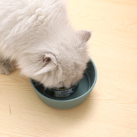 2025 bol en Silicone antidérapant pour animaux de compagnie plat facile à nettoyer pour chien chat nourriture fournitures pour animaux accessoires