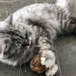 Jouet à mâcher pour chiens en corde de coco personnalisée 2025, boule à mâcher en corde de coco, jouet à mâcher pour animaux de compagnie, bois de café à mâcher en provenance du Vietnam - Product Image 3