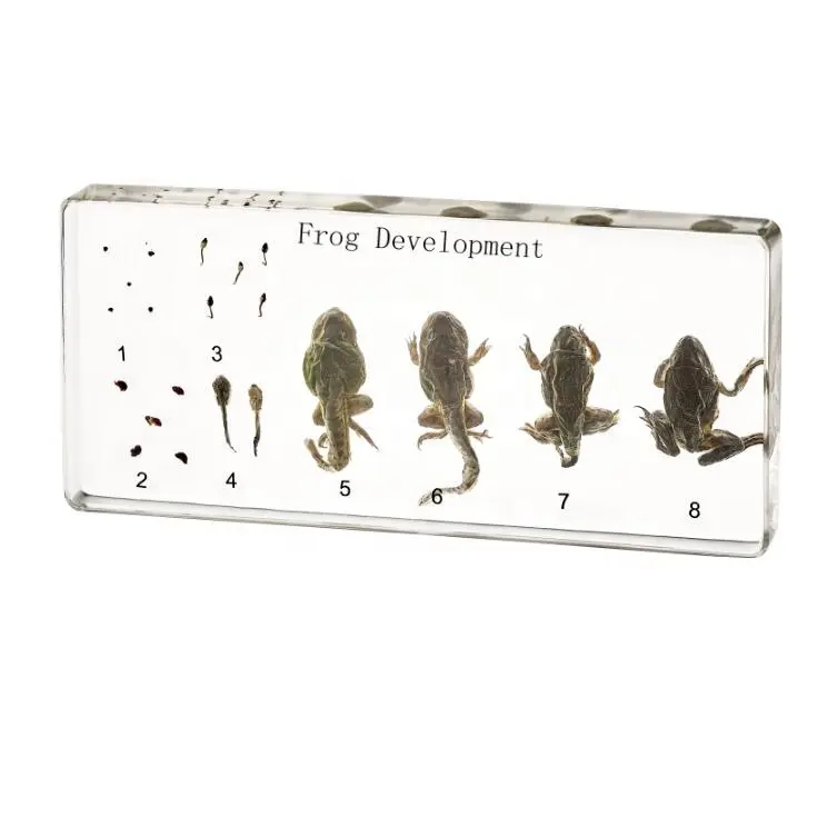 Real Animal Frog Development Educational Embedded Specimen Learning Resources Biological Model Teaching Aids
