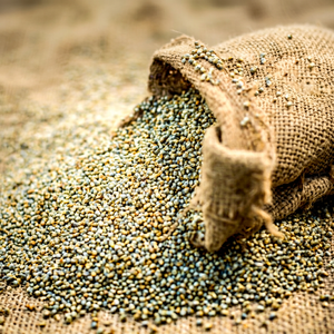 Fournisseur de produits Bajra de qualité supérieure - Product Image 1