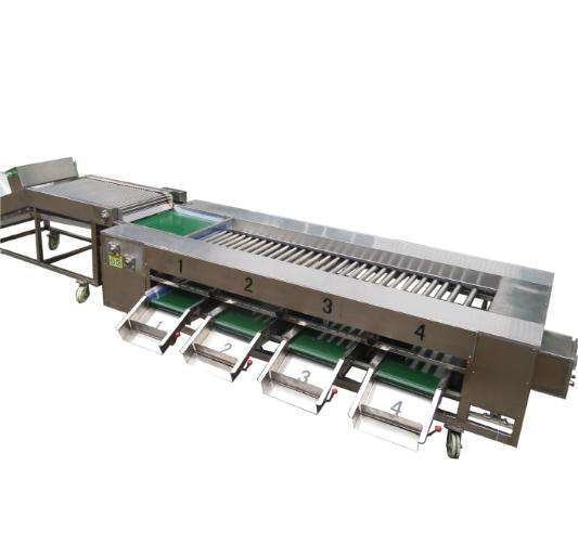 Professional Plum Size Grading Machine Blueberry Sorting Machine Small Size Fruit Sorting Machine Price