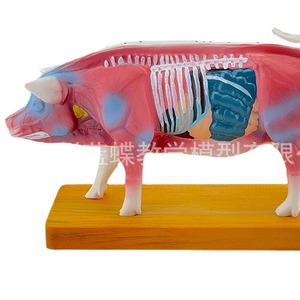 Modèle de points d'acupuncture porcins, modèle d'anatomie porcine, modèle vétérinaire, modèle animal, modèle de cochon blanc de grande taille - Product Image 1