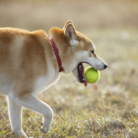 Balles de tennis pour animaux de compagnie, jouet à mâcher en caoutchouc durable pour l'entraînement des chiens