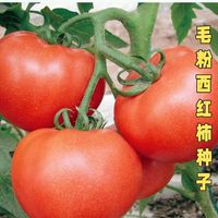 Tomates Séchées Persimmon de Qualité Supérieure pour Collations Saines et Ingrédients Culinaire