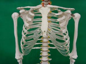 Modelo de Esqueleto Humano de 170 cm, Tamaño Real, Hueso Humano, Anatomía, Ciencia Médica, Modelo de Esqueleto de Tamaño Completo - Product Image 4