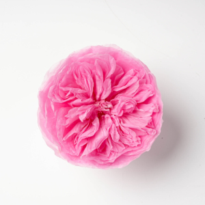 Lovebay Nhà Máy Trực Tiếp Bất Tử Rose Head Trong Hộp Tự Nhiên Bất Cảm Ứng Hoa Mẫu Đơn Hoa 7-8Cm Vĩnh Cửu Bảo Quản <span class=keywords><strong>David</strong></span> <span class=keywords><strong>Austin</strong></span> Hoa Hồng - Product Image 1