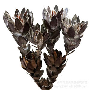 PPF16 <span class=keywords><strong>leucadendron</strong></span> fábrica Al นายกเทศมนตรี Rey Protea ดอกไม้ secas naturales Para La decoración de la Boda - Product Image 4