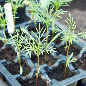 Wildflower Mix Paquete a granel para jardín y uso en exteriores Condición de árbol Atrae abejas Mariposas y monarcas <span class=keywords><strong>Cosmos</strong></span> <span class=keywords><strong>Bipinnatus</strong></span> - Product Image 5