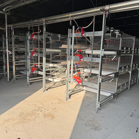 Équipement de ferme pour poulets de chair Volaille Hangar Système de cages d'élevage de poulets en fil de fer galvanisé Poulailler en acier automatique pour porcs