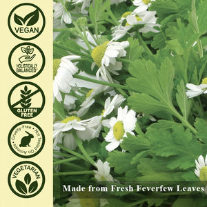 Hojas de Feverfew, hierba de migraña seca <span class=keywords><strong>Natural</strong></span>, extracto <span class=keywords><strong>Casero</strong></span>/infusión/champú/jabón, bolsitas de té personalizadas OEM disponibles - Product Image 3