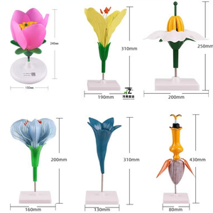 Outil d'enseignement de modèle anatomique de fleur de canola pour une utilisation médicale et scolaire - Product Image 4