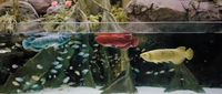Modèle de poisson arowana animatronique, poisson dragon bionique robotique grandeur nature, statue de poisson réaliste en mouvement pour aquarium et parc