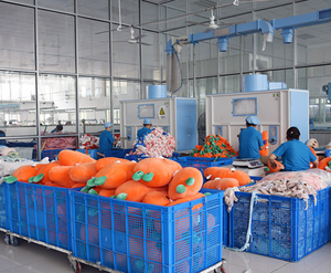 EN STOCK Juguete de Peluche de Perro <span class=keywords><strong>Chihuahua</strong></span>, Divertido y Adorable |   Juguete de Animalito Súper Suave de Diseño Personalizado para Bebés con MOQ Bajo y Alta Calidad - Product Image 5