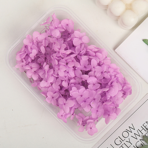 Vente en gros de fleurs d'hortensia naturelles, réelles, préservées, séchées et pressées, à bas prix, pour la fabrication de bougies, de savons, de résines et la décoration artistique. - Product Image 6