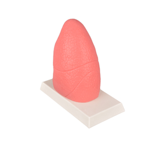 Modelo <span class=keywords><strong>de</strong></span> pulmón <span class=keywords><strong>de</strong></span> <span class=keywords><strong>fumador</strong></span> grande en silicona (23x12x9cm 1,7625 kg) Vs Modelo <span class=keywords><strong>de</strong></span> pulmón normal en silicona-Anatomía duradera y realista - Product Image 2