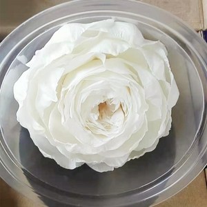 Fiori di Peonia Preservati all'Ingrosso, Fiori a Lunga Durata per Decorazioni e Regali di San Valentino, Capodanno e Natale - Product Image 2