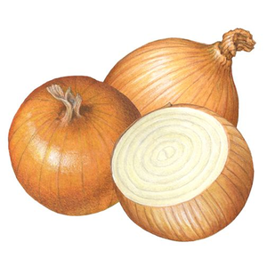Oignon jaune de marque Moon Star, variété Texas Grano OPV, pureté 99,99 %, variété commerciale à pollinisation libre, pureté pour la production agricole - Product Image 6