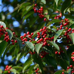 <span class=keywords><strong>Huile</strong></span> <span class=keywords><strong>Essentielle</strong></span> de Gaulthérie du Népal Biologique pour Massage - 100% Pure et Naturelle, Distillée à la Vapeur à partir de Feuilles de <span class=keywords><strong>Gaultheria</strong></span> <span class=keywords><strong>Fragrantissima</strong></span> |   1 kg - Product Image 4