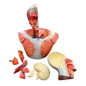 Memamerkan lapisan kepala dan leher dengan otak dan ZM1203 38.5*24*50 - Product Image 2