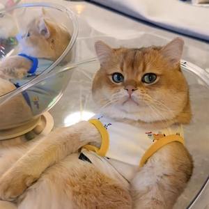 Cápsula espacial nido de gato cuatro estaciones universal de alto acrílico transparente plato giratorio de madera maciza suministros para mascotas. - Product Image 5