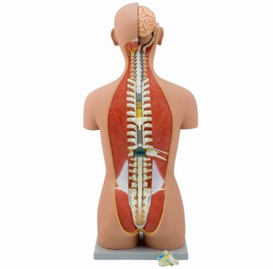 Ya/T 011 85Cm Dual Sex Human Torso Model 27 Onderdelen Mannequin Torso Anatomie