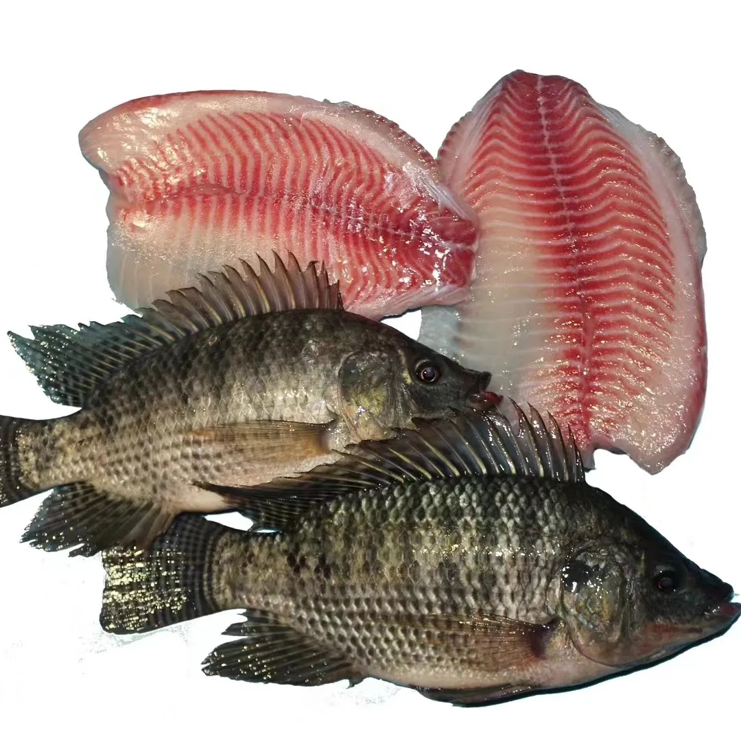 Hot Selling Price Bulk Frozen Tilapia Fillet Fishes Ready To Exports