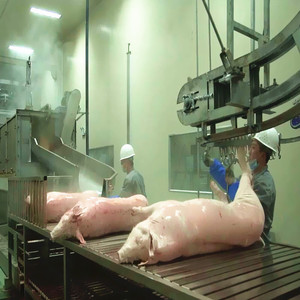 Complete Butcher Plant For Sow Slaughter Line Boar Abattoir Equipment Hog Slaughterhouse - Product Image 2